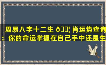 周易八字十二生 🐦 肖运势查询：你的命运掌握在自己手中还是生肖决定